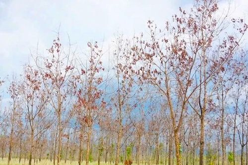 Rà soát toàn diện dự án chuyển đổi 50.000 ha rừng nghèo sang trồng cao su