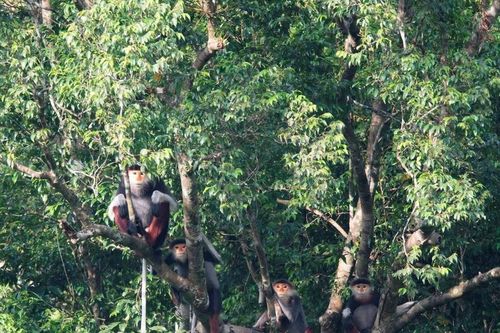 'Khu rừng hy vọng' giữa đại ngàn Trường Sơn