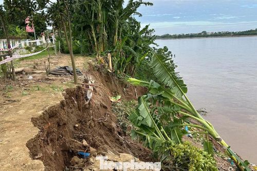 Lại sạt lở nghiêm trọng bờ sông Thao qua Phú Thọ, đe dọa khu dân cư đông đúc