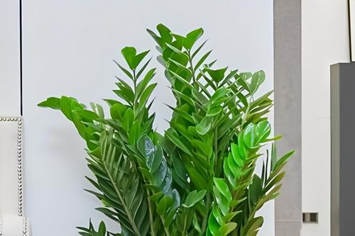 Cây kim tiền trồng trong nhà hợp với mệnh nào?