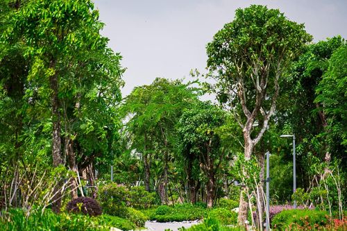 Các bác sĩ kê đơn '0 đồng' giúp chữa nhiều bệnh
