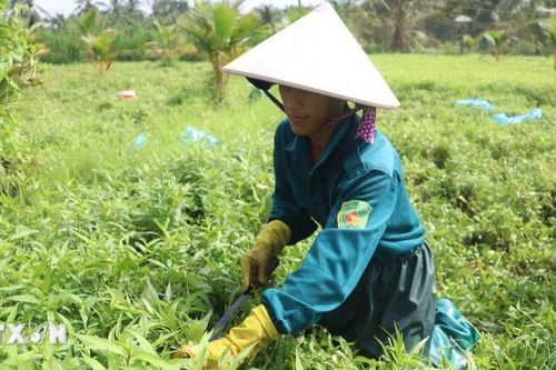 Đồng Tháp: Rau màu lên giá, người trồng rau phấn khởi vì thu lãi khá