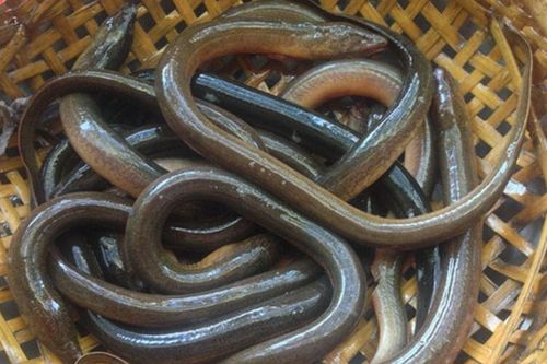 Loài vật rúc dưới bùn mới nhìn dễ khiếp vía là món đặc sản miền Tây, thịt béo mềm ăn mê tít