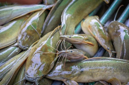 Loại cá ngon – bổ – rẻ người Việt mua mỗi ngày, hóa ra là ổ chứa thủy ngân độc hại