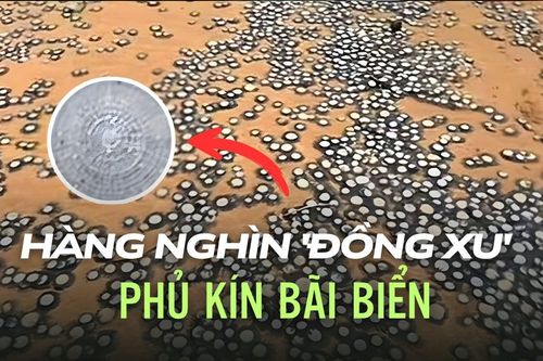 Hàng nghìn 'đồng xu' phủ kín bãi biển khiến du khách xôn xao, chuyên gia cảnh báo không được chạm vào