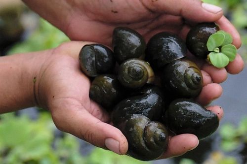 Nuôi 'con ốc nhỏ' nhiều nông dân đổi đời