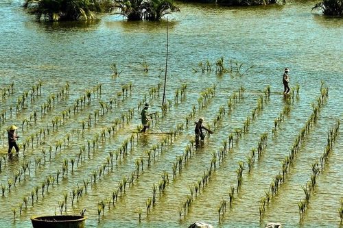 110 nhiệm vụ thực hiện 3 mục tiêu thích ứng biến đổi khí hậu
