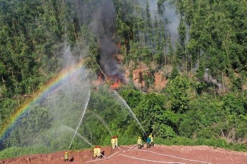 Bắc Ninh: Nguy cơ cháy rừng ở mức cao, các địa phương chủ động ứng phó