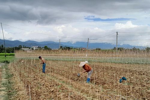 Đẩy mạnh sản xuất rau vụ đông
