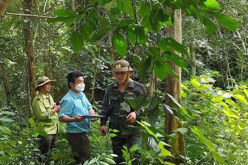 Giữ rừng bằng công nghệ hiện đại