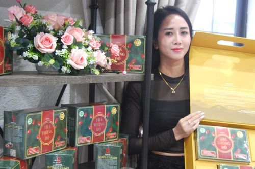 Chiết xuất thành công hoạt chất cây thông đỏ