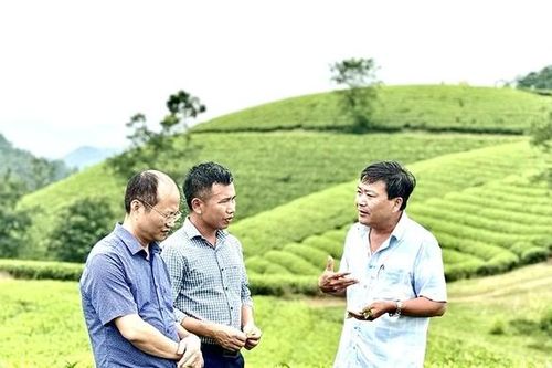 Phát triển cây chè bền vững, đa giá trị