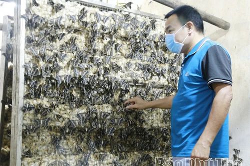 Những phú nông 'ăn cơm đứng'