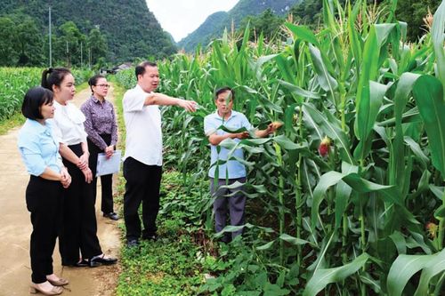 Hiệu quả từ liên kết trồng và tiêu thụ ngô sinh khối