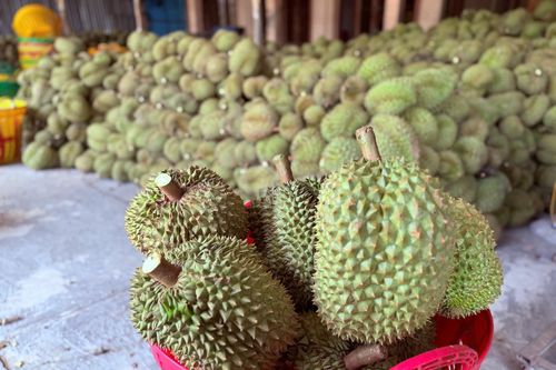 Xôn xao thông tin các kho ngừng thu mua sầu riêng: Thương lái, nhà vườn lo lắng