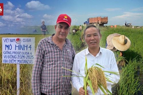 Năng suất lúa gạo Cuba tăng đột biến sau hơn 20 năm hợp tác với Việt Nam