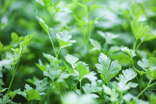 Rau có đầy ở chợ Việt được CDC Mỹ xếp top rau tốt nhất thế giới, làm món ngon siêu đơn giản này rất tốt cho thận