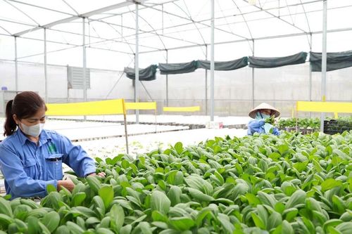 Hà Nội: Thúc đẩy nông thôn số, xây dựng nông thôn mới hiện đại