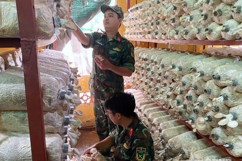 Bộ đội Hậu cần, Kỹ thuật thời kỳ mới, dấu ấn mới: Hiệu quả trồng nấm bào ngư xám