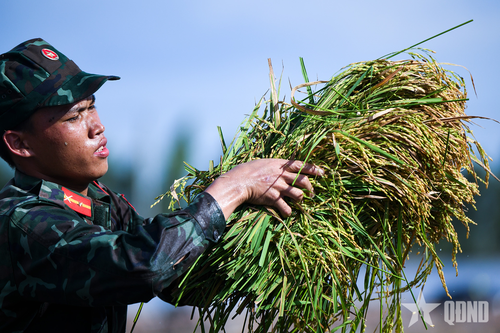 Bộ đội Tây Ninh giúp dân giữ mùa vàng trong lũ