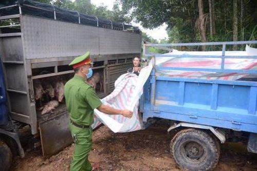 Tiêu hủy cả xe chở lợn do mua bán ở vùng dịch