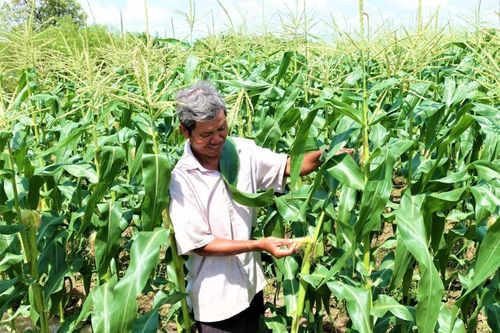 Đổi thay trên vùng đồng bào dân tộc thiểu số tỉnh Vĩnh Long