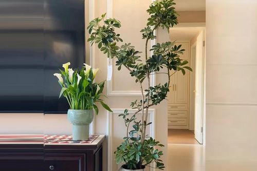 Người thuộc 2 mệnh này trồng cây ngũ gia bì cực kỳ thu hút may mắn và tài lộc