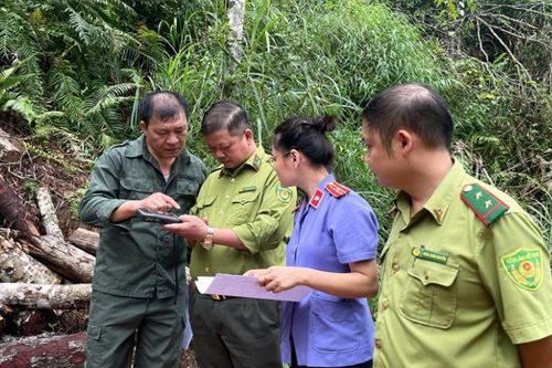 VKSND khu vực 2 - Lạng Sơn kiểm sát vụ Vi phạm quy định về khai thác, bảo vệ rừng