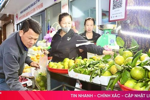 Cam chanh thu hoạch sớm, giá cao