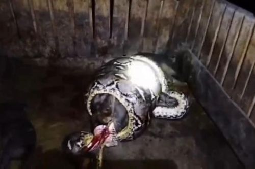 Nghe tiếng động trong đêm, người đàn ông ra kiểm tra thì sốc nặng