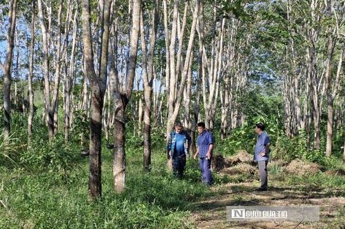 Tranh chấp về thanh lý cây cao su khiến xây khu tái định cư phục vụ 'siêu dự án' thủy lợi đình trệ