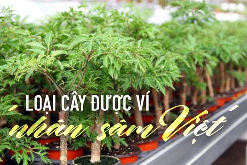 Loại cây dân dã được ví như 'nhân sâm Việt', nhưng không phải ai cũng biết cách trồng để hưởng lộc