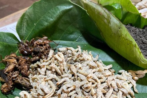 Mùa bắt sâu tre