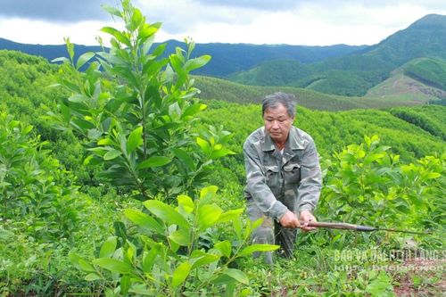 Nâng giá trị rừng
