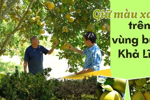 Giữ màu xanh trên vùng bưởi Khả Lĩnh