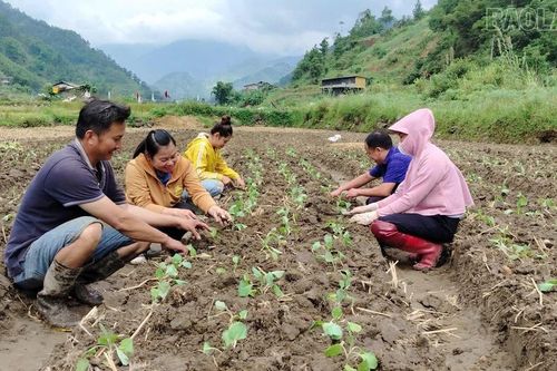 Nông dân trong tỉnh khẩn trương sản xuất vụ đông