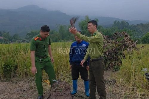 Xã Cốc San: Phát hiện, xử lý nhóm người dân giăng bẫy bắt chim di cư