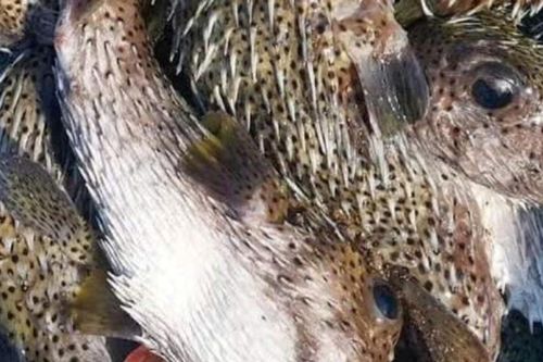 Tuyệt đối không ăn cá nóc