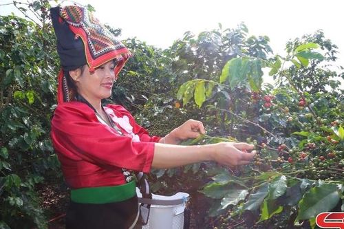 Muổi Nọi xây dựng vùng cà phê Arabica đặc sản