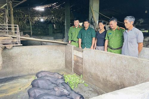 Cầu nối hoàn lương