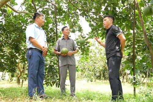 Xã miền núi đạt chuẩn nông thôn mới nhờ phát triển nông lâm nghiệp, thủy sản