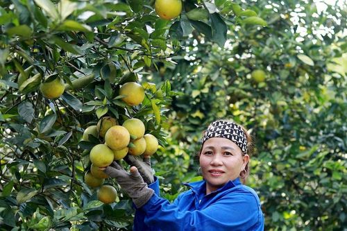 Trồng cam hữu cơ, hướng phát triển bền vững của nông dân Hà Tĩnh