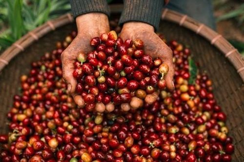 VCCI: Thuế VAT đang ảnh hưởng đến xuất khẩu nông sản