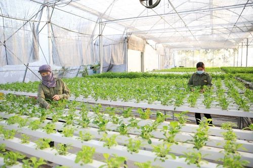 Hà Nội: Đẩy mạnh chuyển đổi số toàn chuỗi cung ứng để bảo đảm an toàn thực phẩm