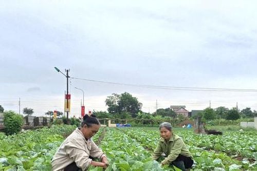 Xã Phúc Lộc triển khai kế hoạch sản xuất vụ đông