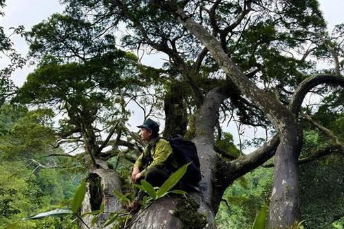 Cơ hội khám phá rừng cây 'hóa thạch sống' ở vùng lõi Phong Nha