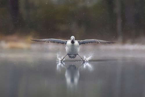 Ảnh động vật 'khó đỡ' trên thế giới
