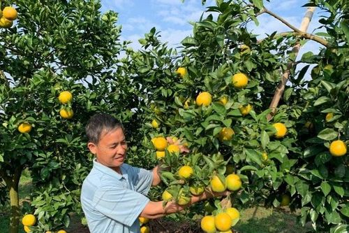 Hưng Yên mở rộng diện tích trồng cây ăn quả có giá trị kinh tế cao