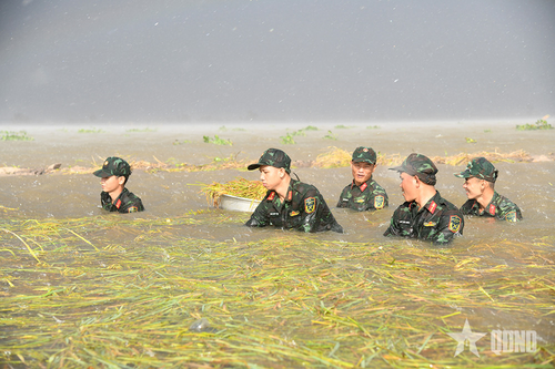 Lũ lớn ở vùng Đồng Tháp Mười, tỉnh Tây Ninh: Bộ đội, dân quân sát cánh giúp nhân dân