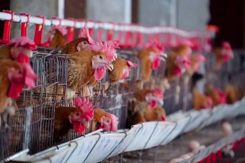 Giá trứng gà, thịt gà đều tăng